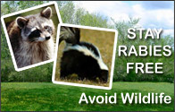 Stay Rabies Free.  Avoid Wildlife.